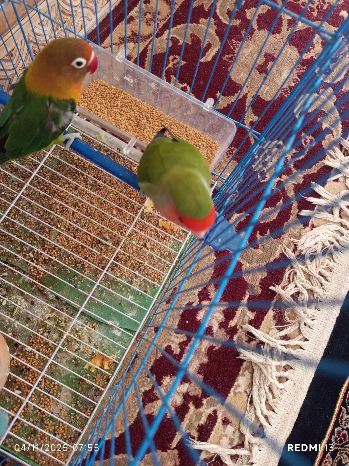 کوتوله برزیلی|پرنده|خمک, |دیوار