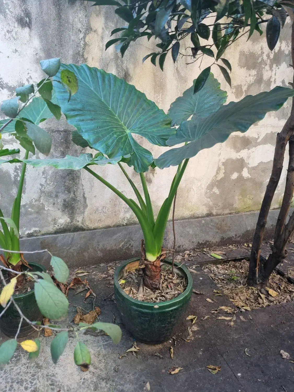 گل بابا آدم با گلدان|گل و گیاه طبیعی|رشت, استقامت ۱|دیوار