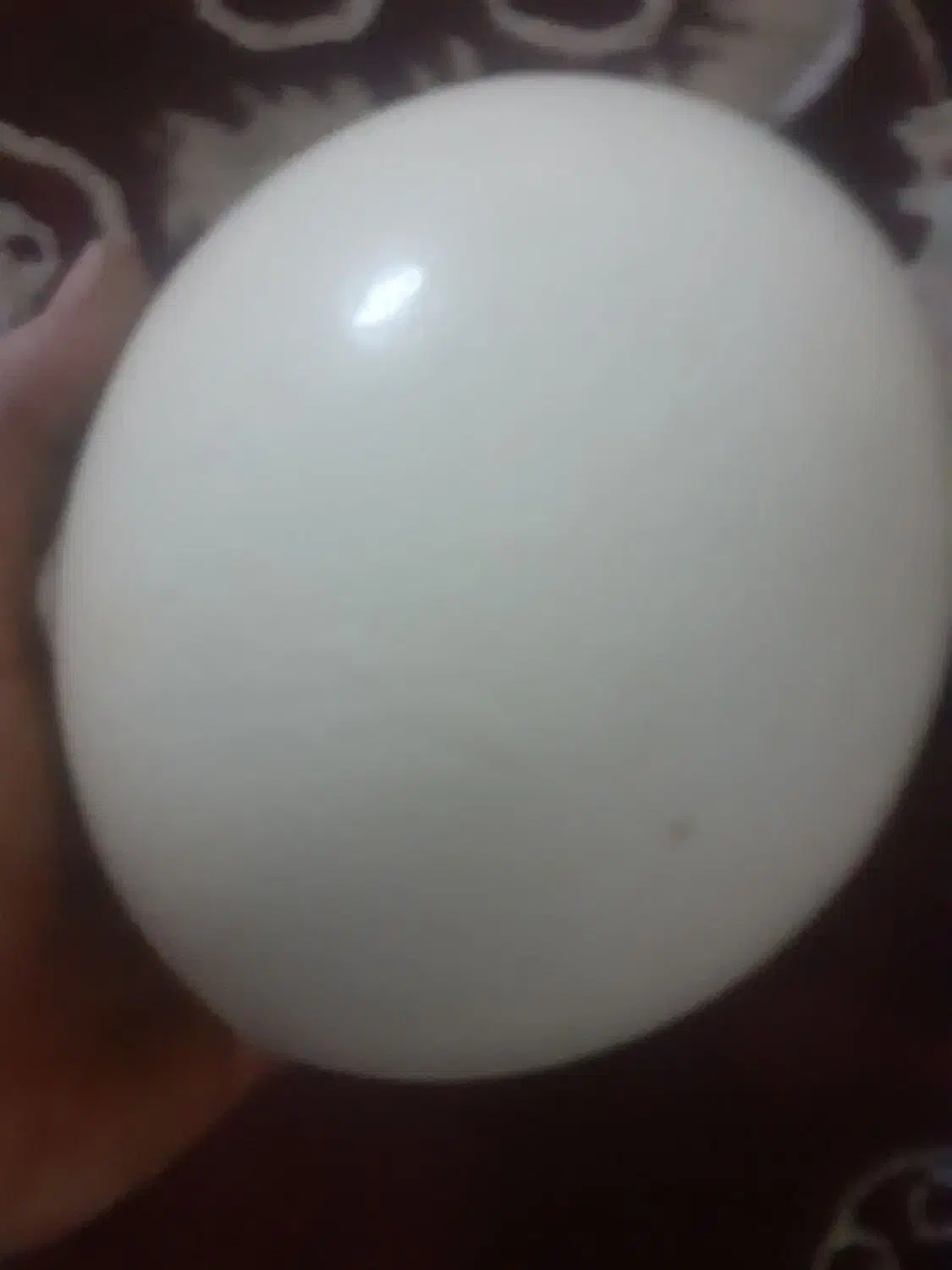 تخم شترمرغ سالم برای مصرف پخت کیک وغیر|حیوانات مزرعه|مشهد, شهید آوینی|دیوار