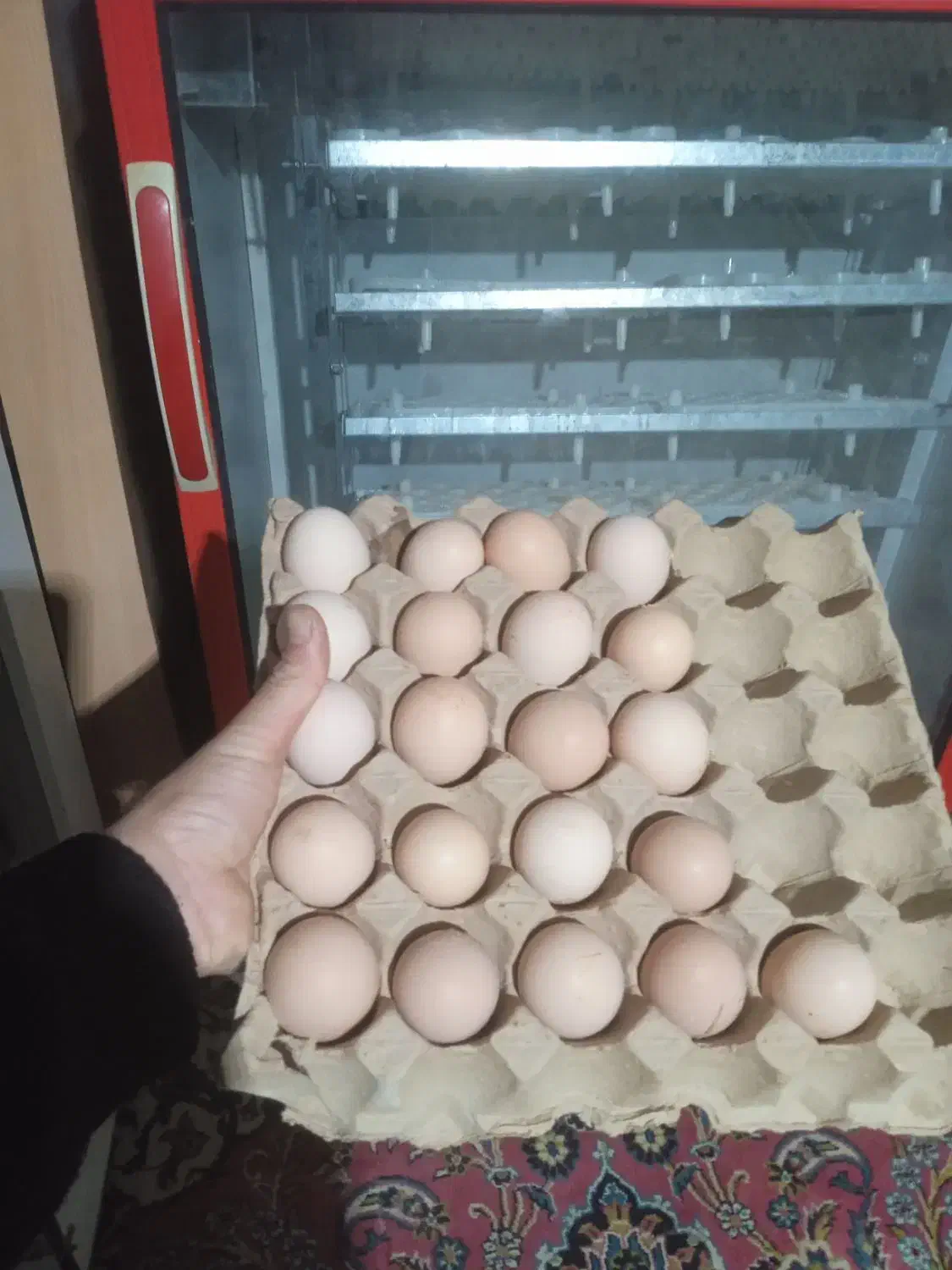 تخم مرغ محلی|حیوانات مزرعه|راز وجرگلان, |دیوار