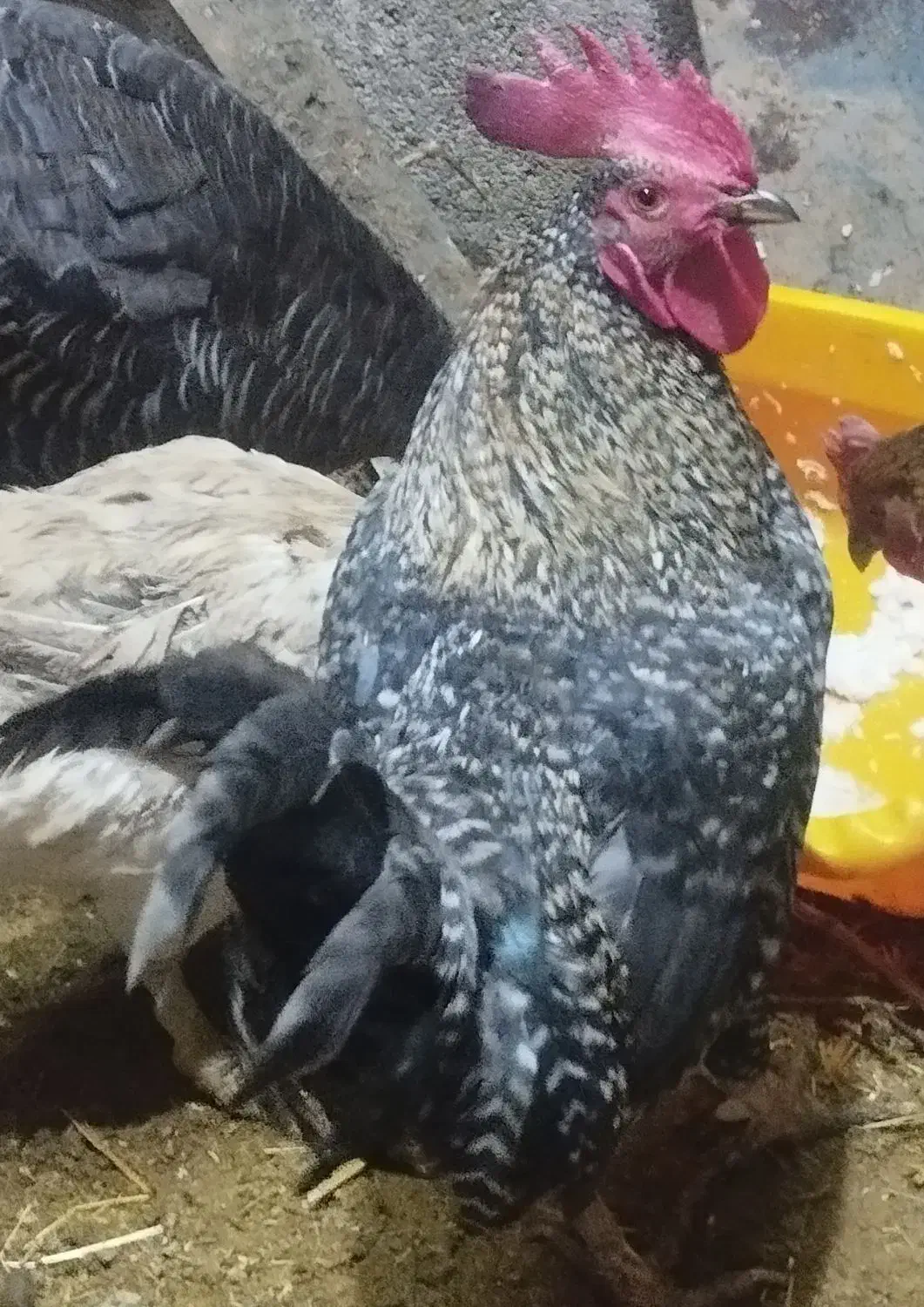 مرغ|حیوانات مزرعه|گیلان غرب, |دیوار