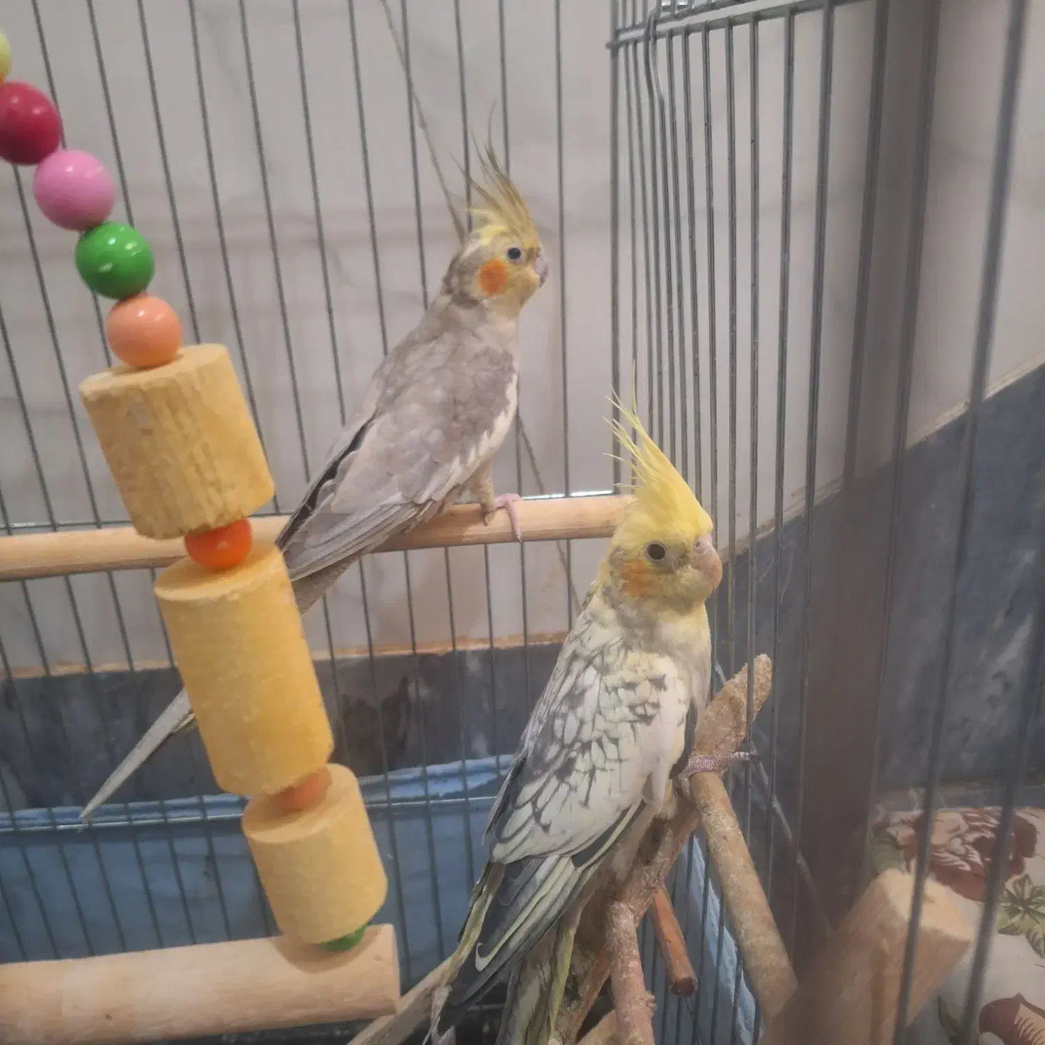 عروس هلندی ماده|پرنده|گلستان (تهران), |دیوار