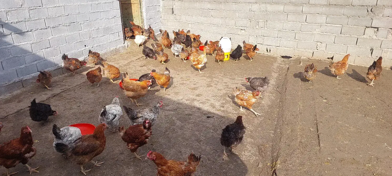 تعدادی مرغ تخم گذار ۹ماهه سالم قیمت توافقی|حیوانات مزرعه|زیرآب, |دیوار