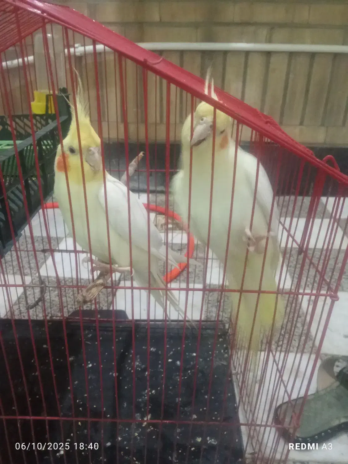 عروس هلندی|پرنده|دهلران, |دیوار