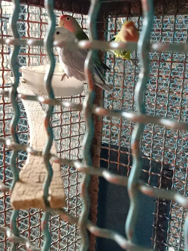 کوتوله برزیلی|پرنده|ساروق, |دیوار