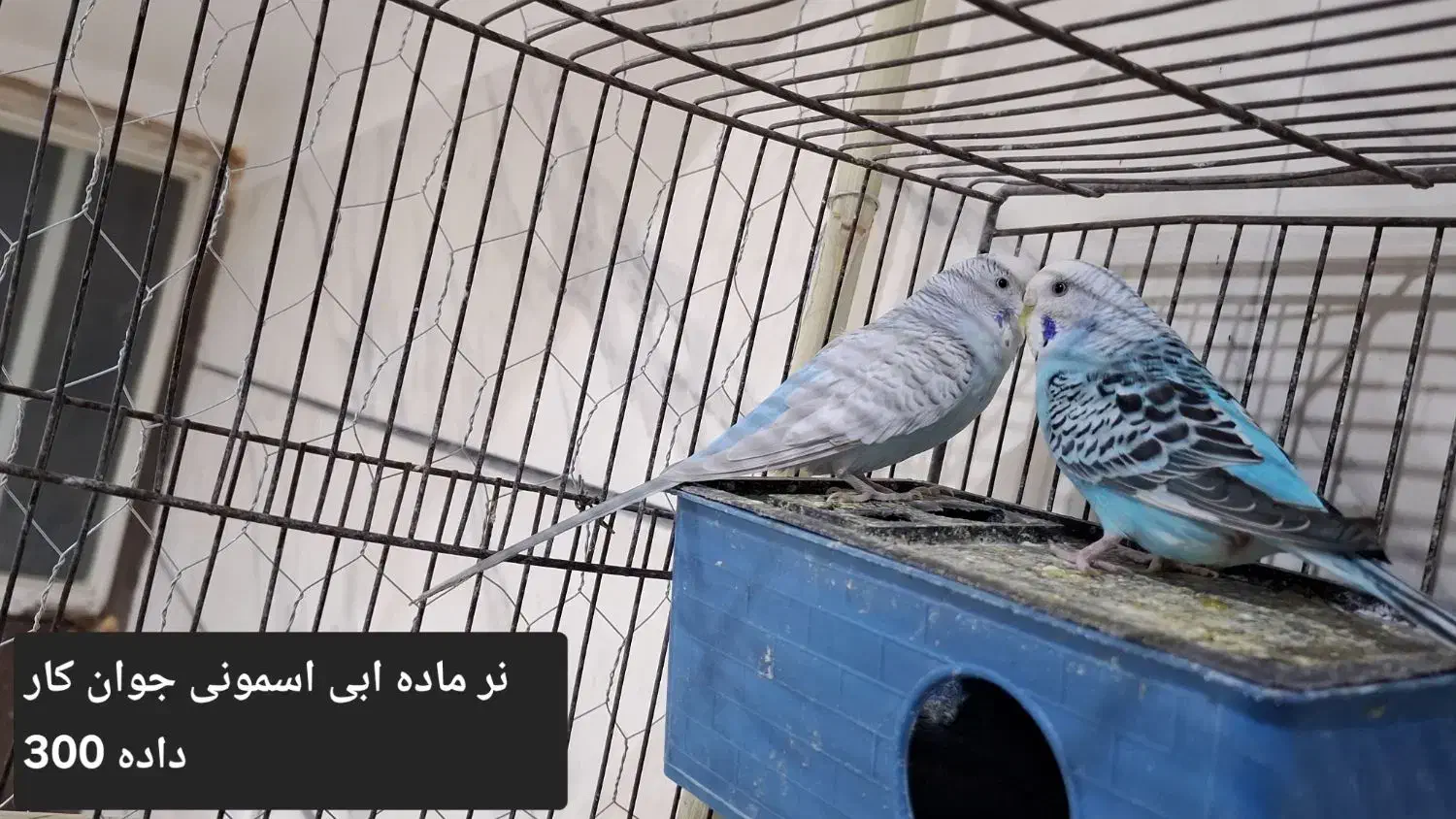 مرغ عشق عروس هلندی|پرنده|بوئین زهرا, |دیوار