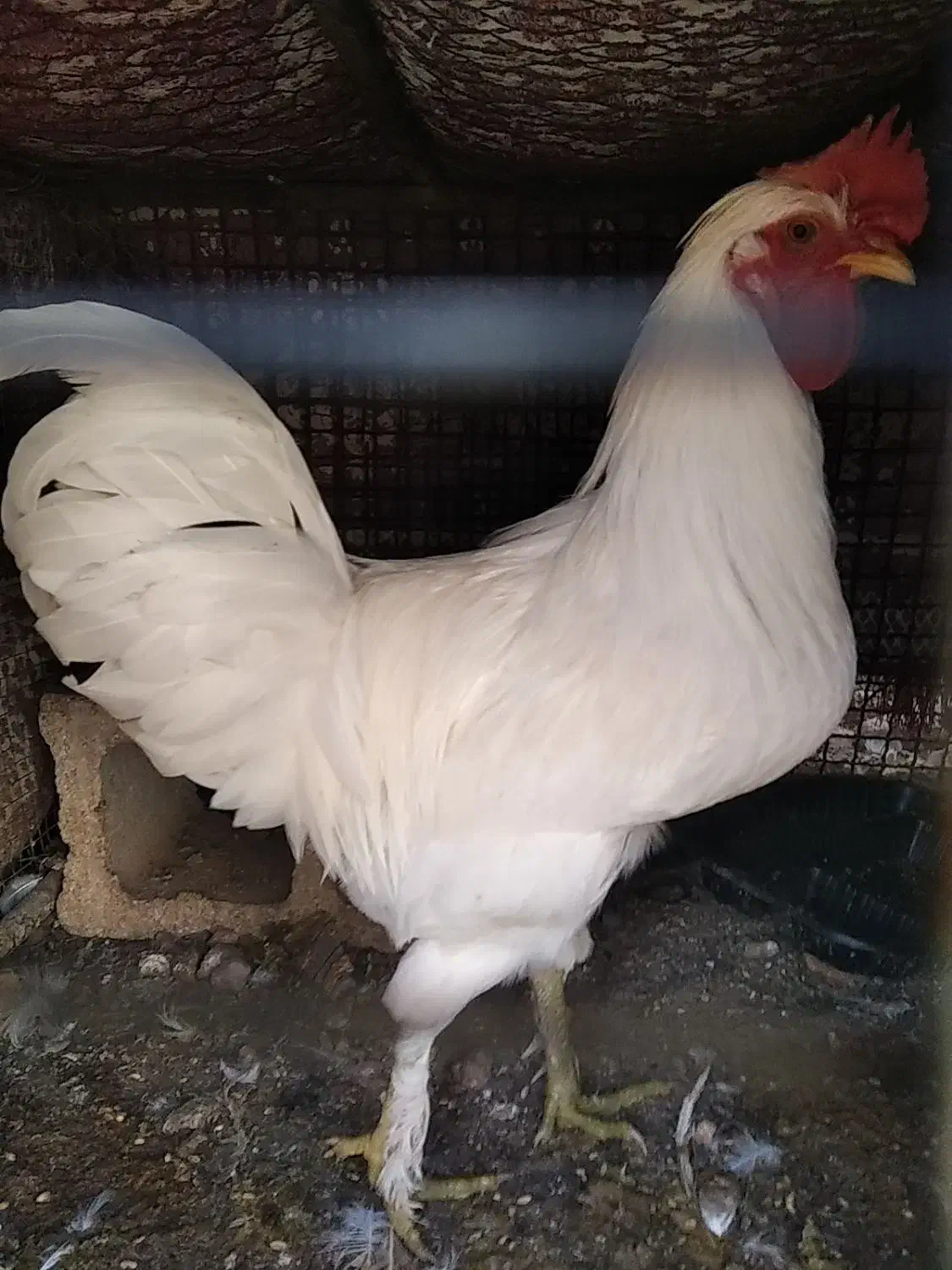 خروس زینتی|حیوانات مزرعه|همایجان, |دیوار