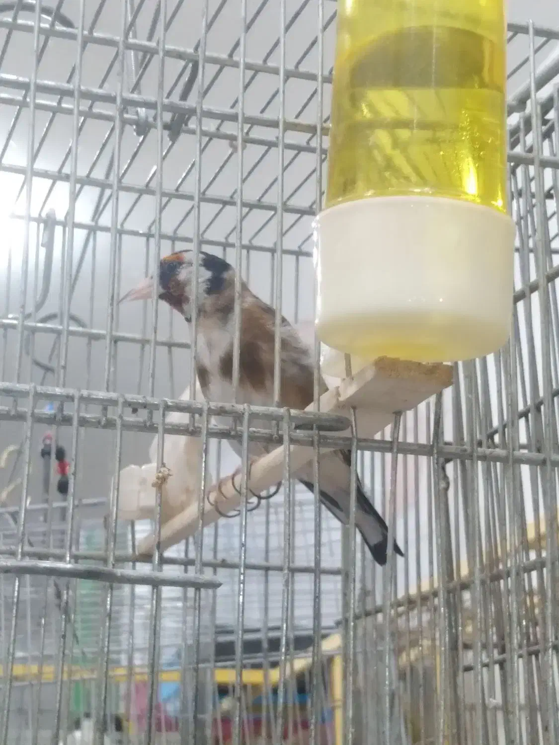 انواع سهره|پرنده|دزفول, |دیوار