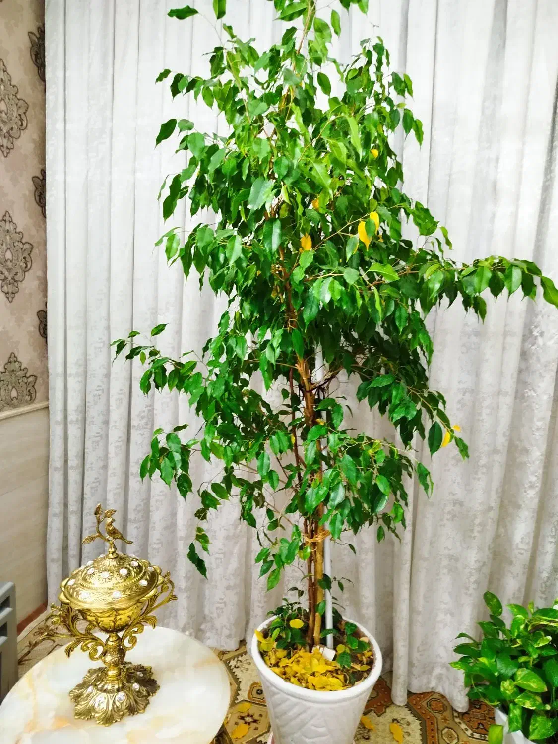 گل های طبیعی همراه گلدان|گل و گیاه طبیعی|چهاردانگه (تهران), |دیوار