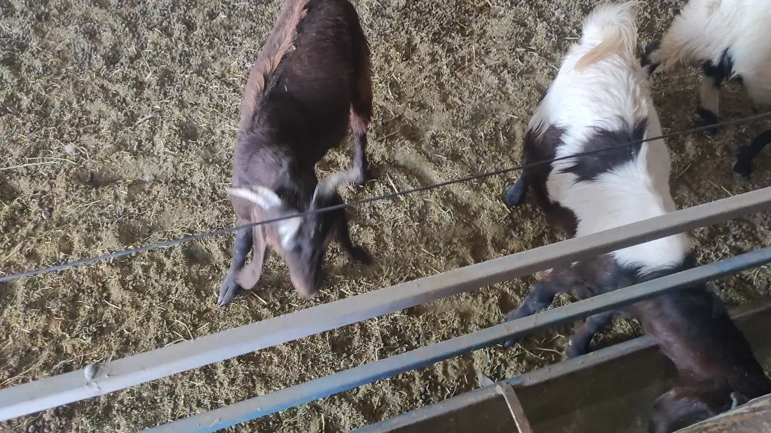 کره کهره گوسفند بز|حیوانات مزرعه|راین, |دیوار