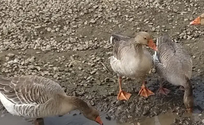 غاز نر|حیوانات مزرعه|رشت, کوی طالقانی|دیوار