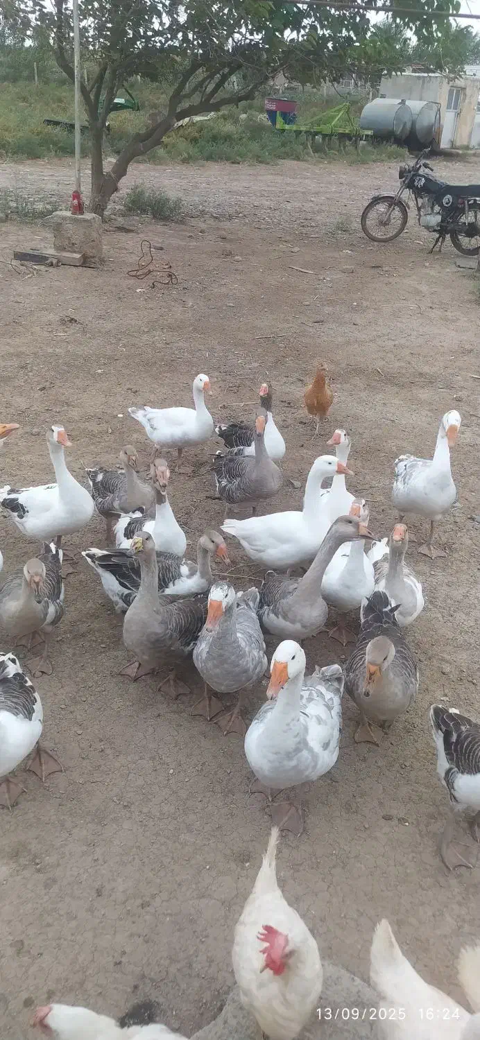 قو غاز طبیعی|حیوانات مزرعه|پارسآباد, |دیوار