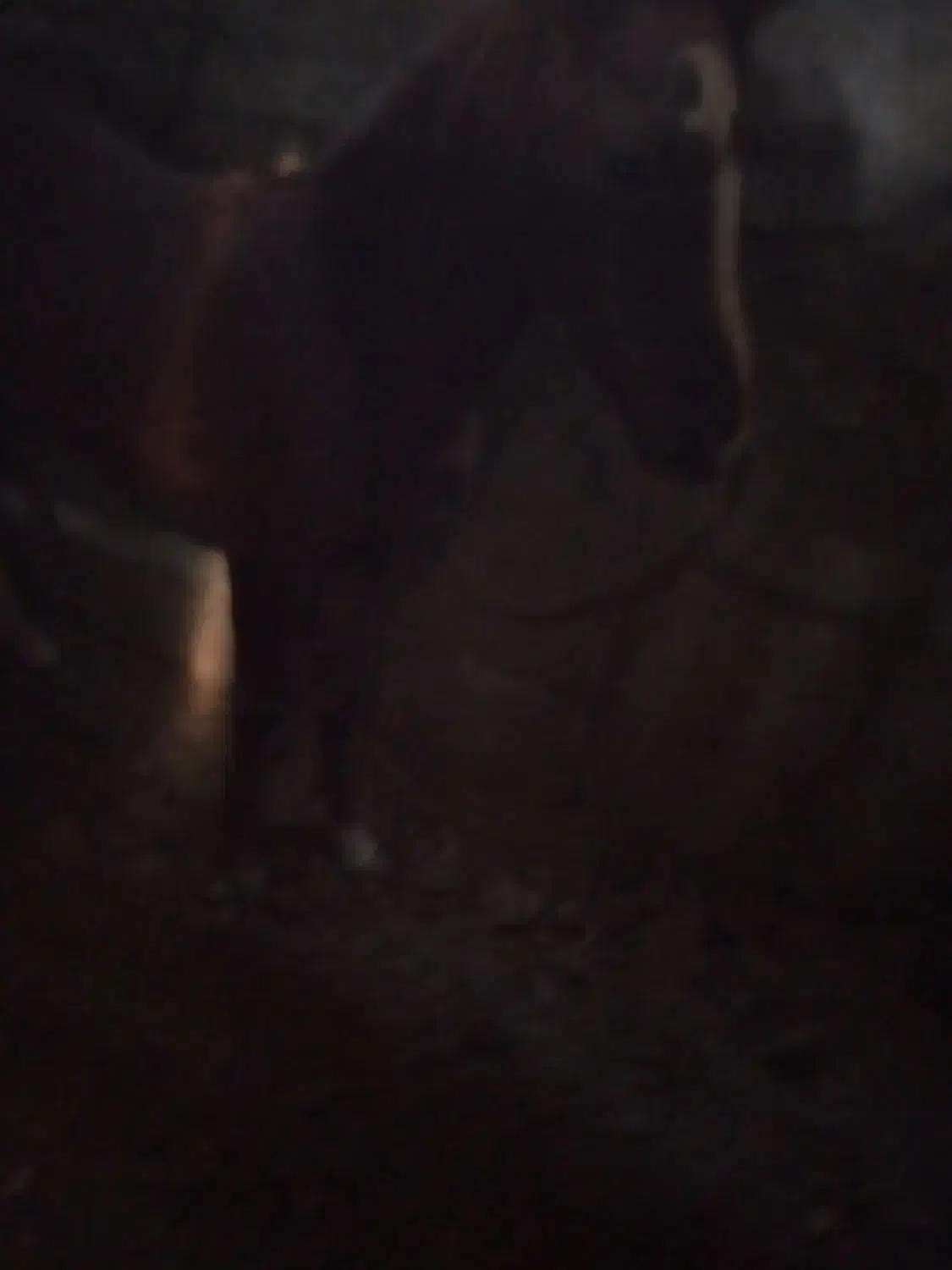 کره کرند مادیون معاوضه کری سهیل مریخ|اسب و تجهیزات اسبسواری|اصفهان, رهنان|دیوار