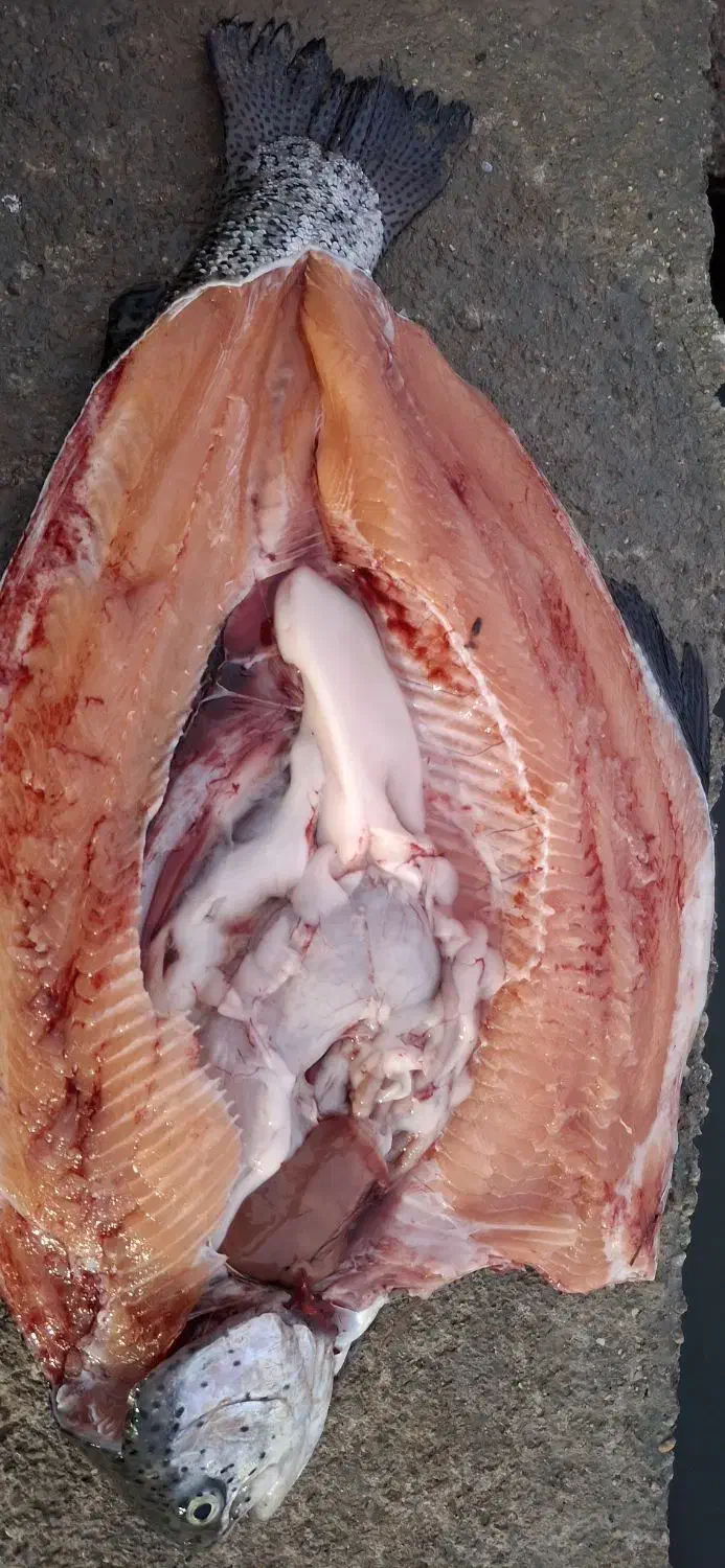 ماهی قزل آلا|ماهی|ماهنشان, |دیوار