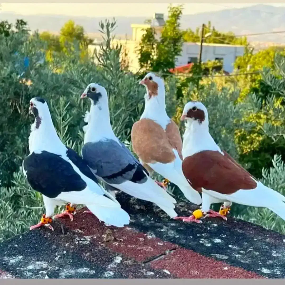 دوکت یا پشتی|پرنده|مرودشت, دولت آباد|دیوار