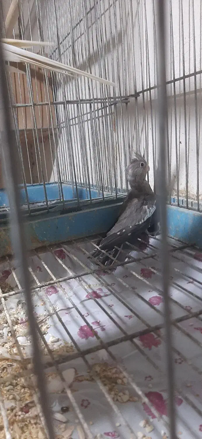 فروش جوجه عروس هلندی سرلاکی|پرنده|ساری, |دیوار