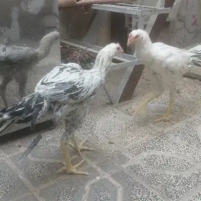 خروس لاری 4 ماهه|حیوانات مزرعه|پاکدشت, پاکدشت (مامازند)|دیوار