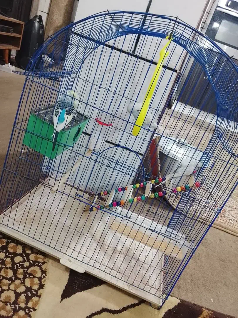قفس پرنده|لوازم جانبی حیوانات|خرمشهر, |دیوار
