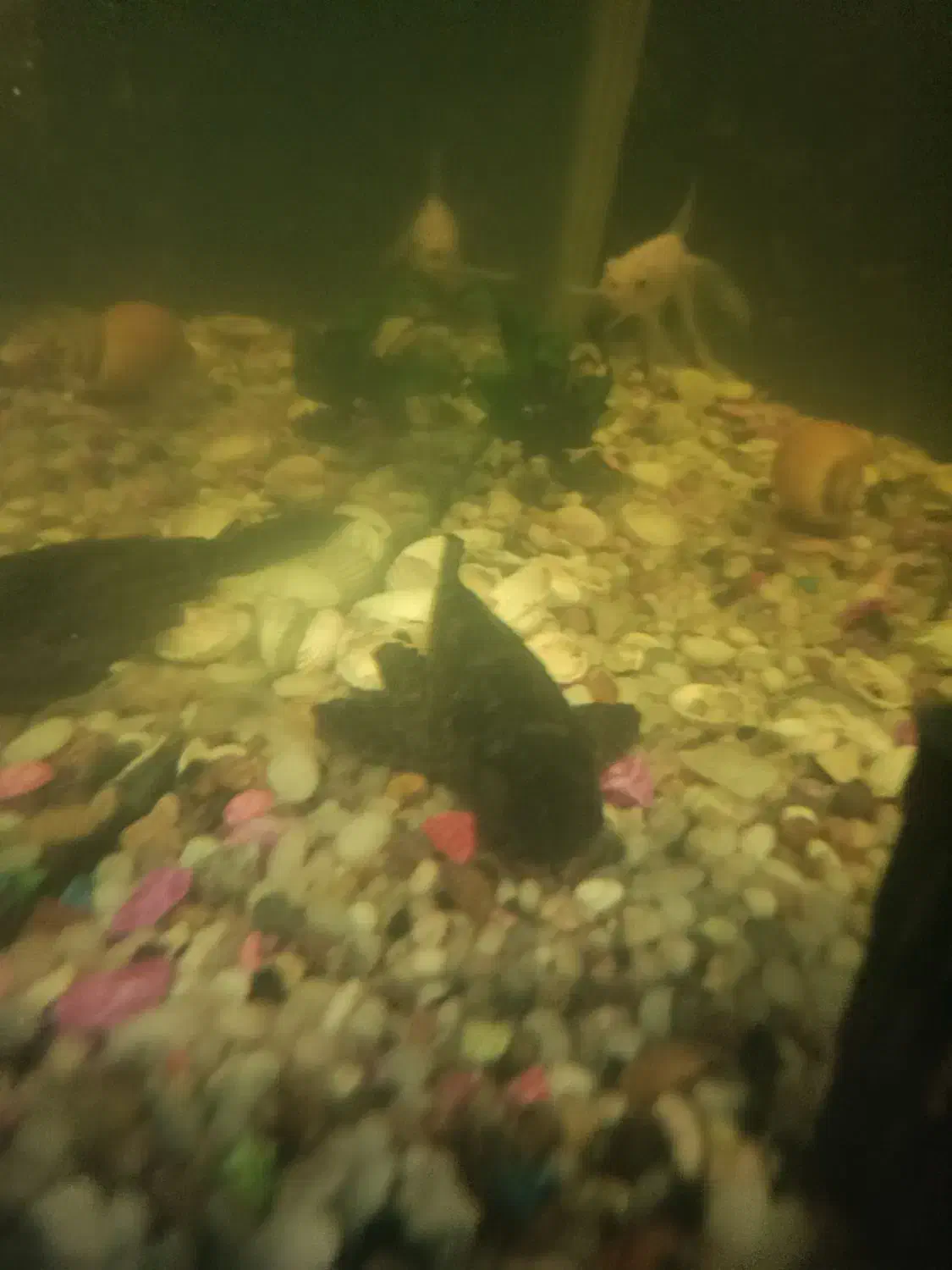 ماهی کت فیش یا لجن خوار ویک عدد اگزوز قهرمانی متور|ماهی|اهواز, فاز ۵ پاداد|دیوار