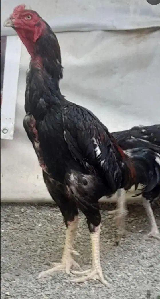 خروس لاری|حیوانات مزرعه|شوط, |دیوار