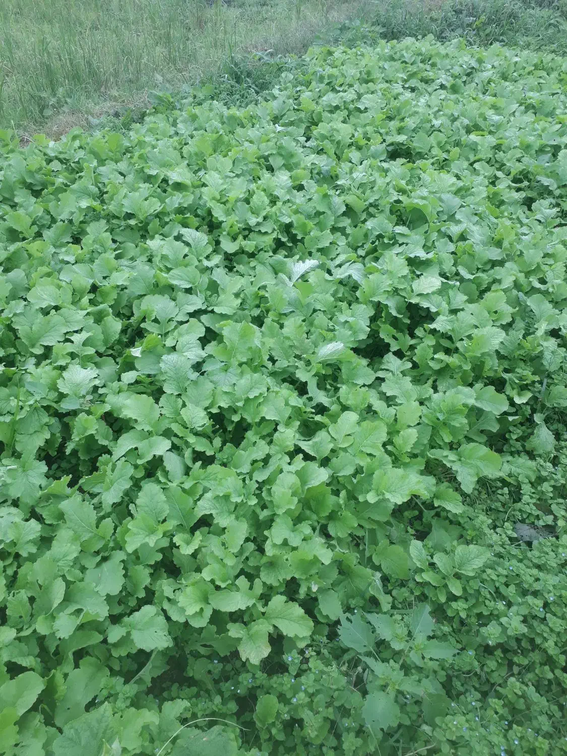 تر ترب وتربچه|خوردنی و آشامیدنی|صومعه‌سرا, |دیوار