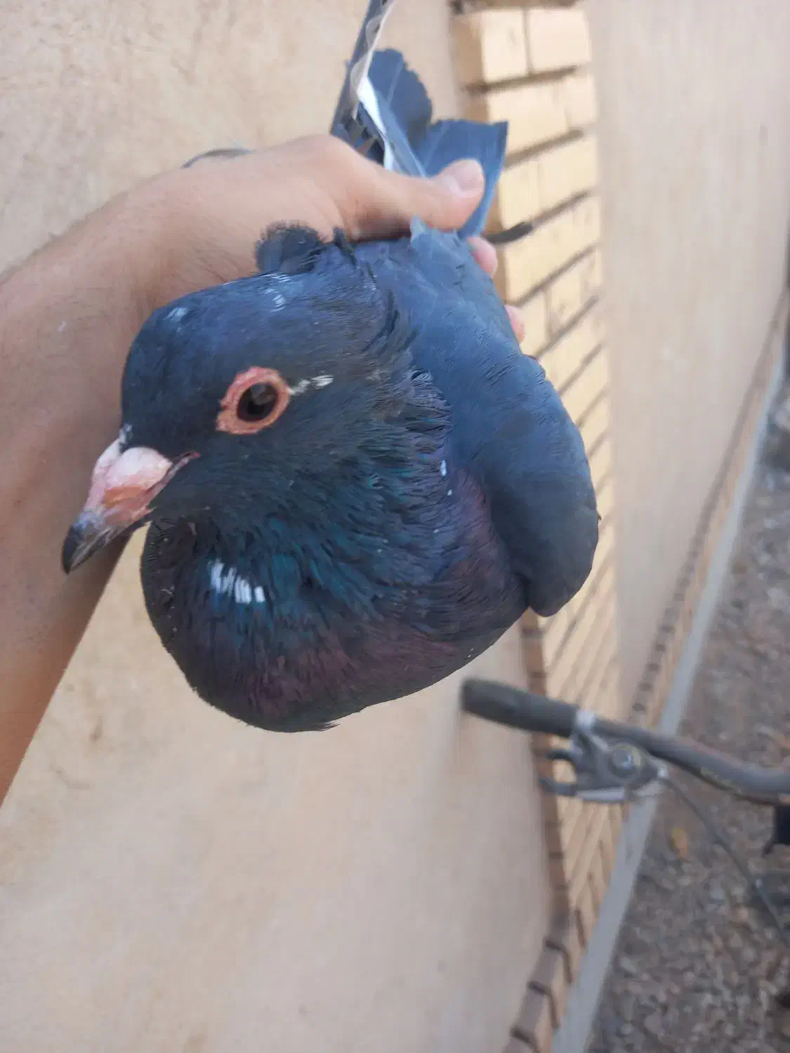 کفتر|پرنده|زرند, |دیوار