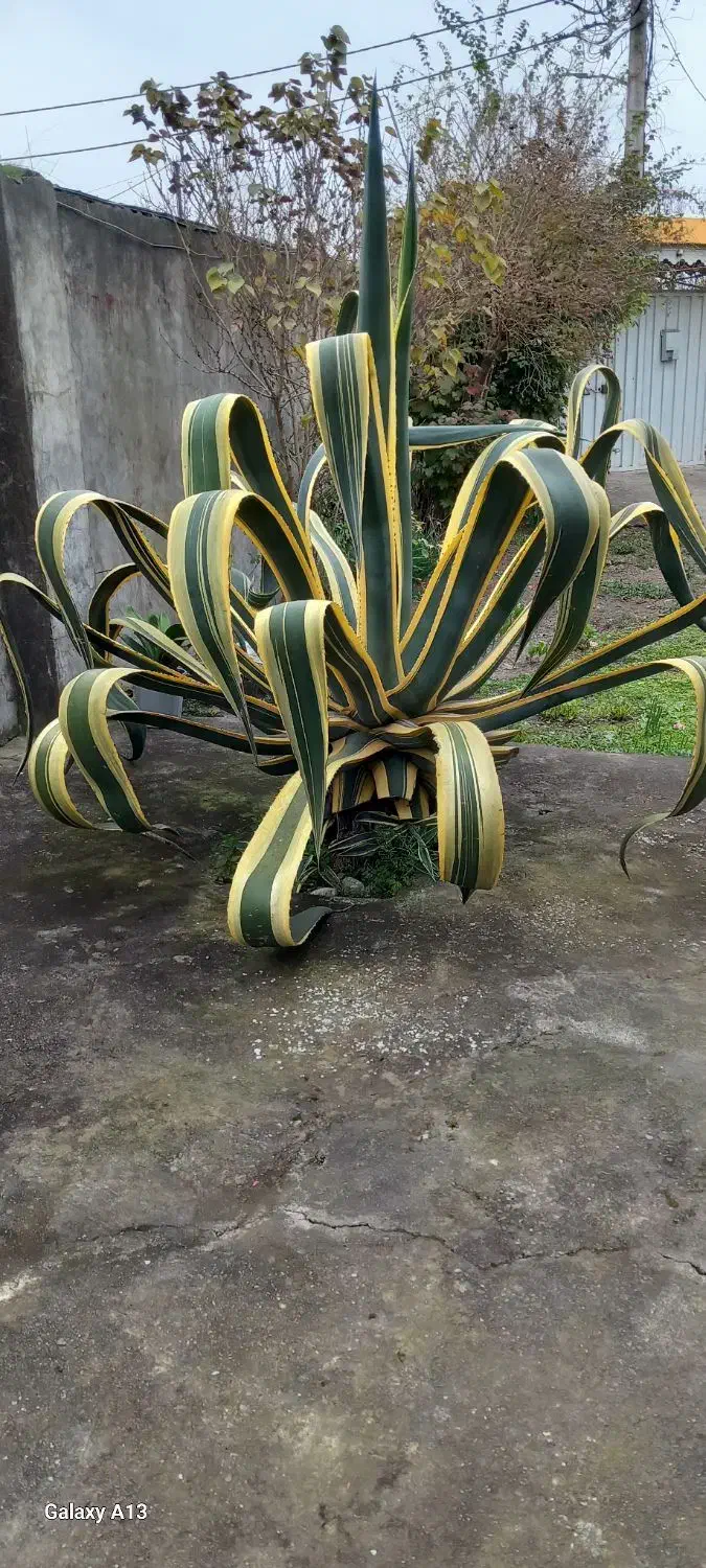 گل بزرگ و بسیار زیبا|گل و گیاه طبیعی|بندر انزلی, چهارفریضه|دیوار