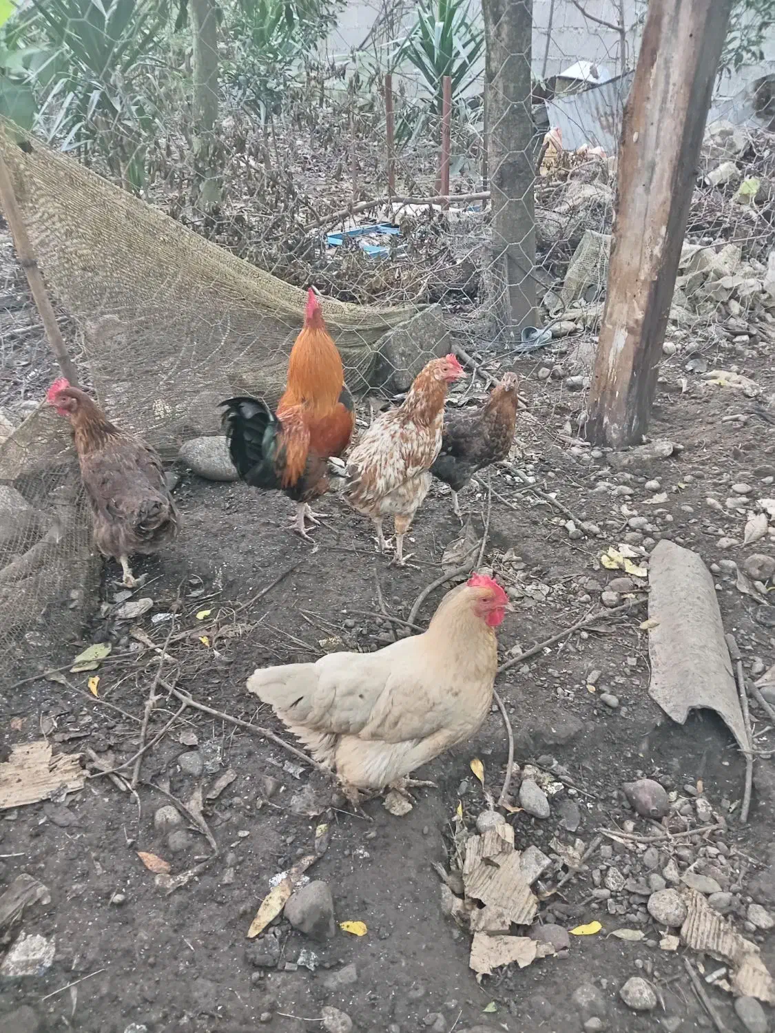 مرغ و خروس سالم|حیوانات مزرعه|شاندرمن, |دیوار