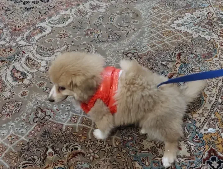 سگ میکس پامر خرسی و شی هوا هوا|سگ|اصفهان, ملکشهر|دیوار