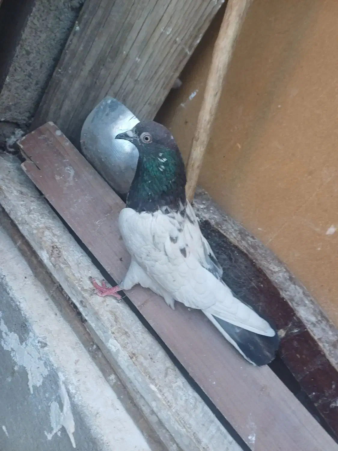 کبوتر کاشانی تیدی|پرنده|مسجد سلیمان, |دیوار