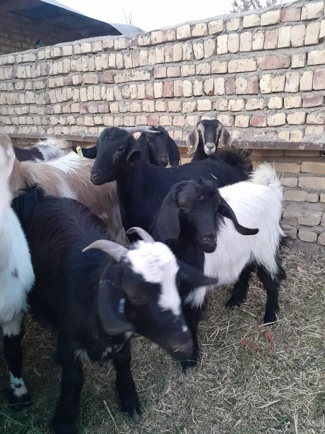 بزغاله چاق|حیوانات مزرعه|جعفرآباد, |دیوار