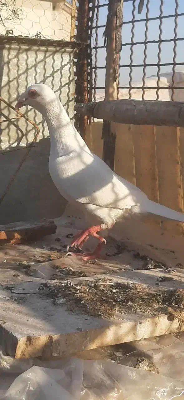 پلاکی|پرنده|شاهین‌شهر, خانه کارگر|دیوار