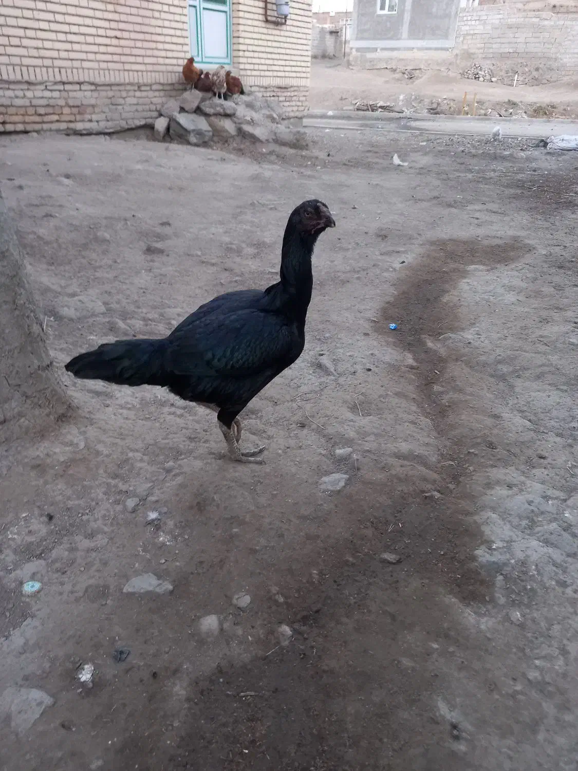 مرغ لاری|حیوانات مزرعه|ثمرین, |دیوار