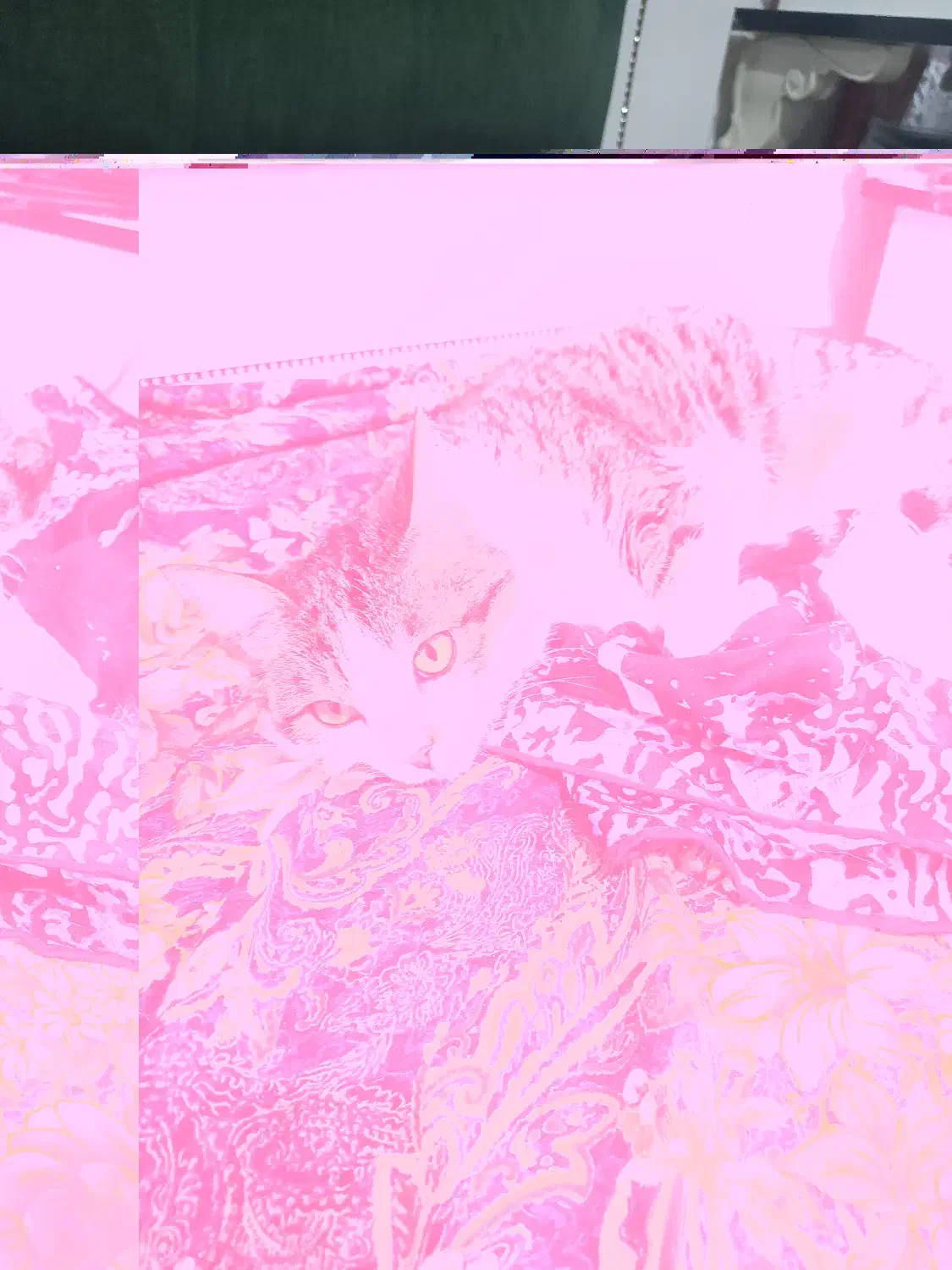 گربه خانگی|گربه|ارومیه, |دیوار