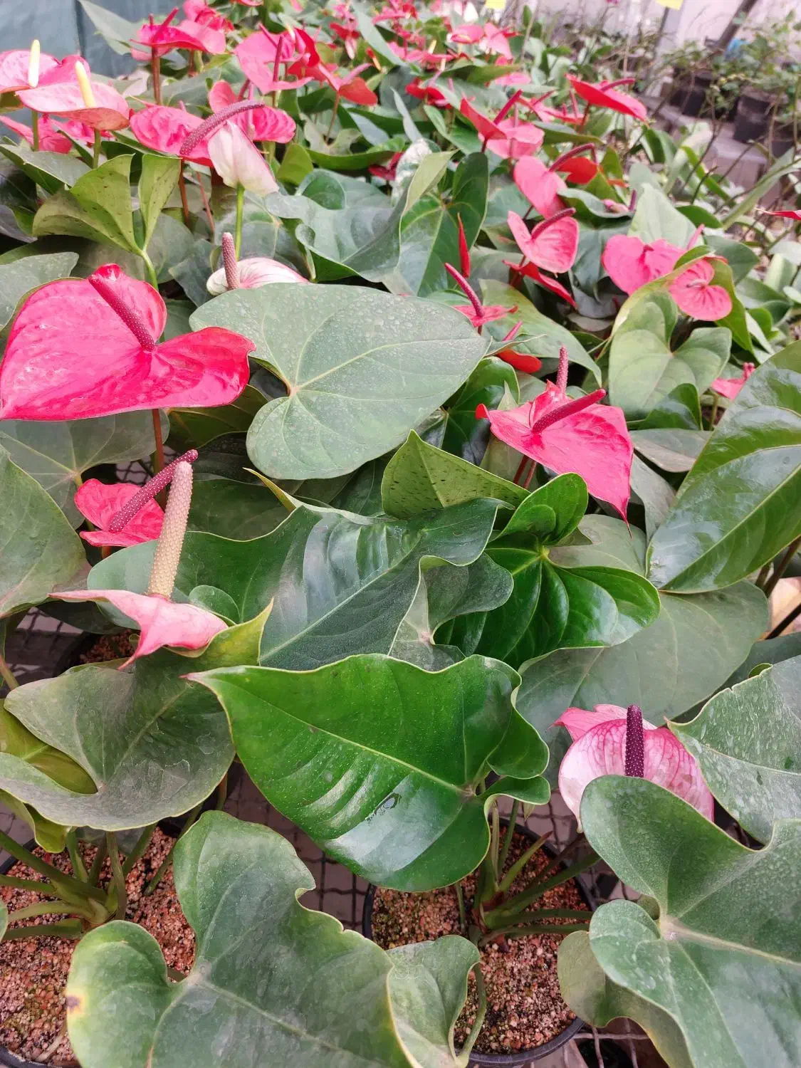 گل آنتریوم هلندی|گل و گیاه طبیعی|تهران, شهرک علم و فناوری|دیوار