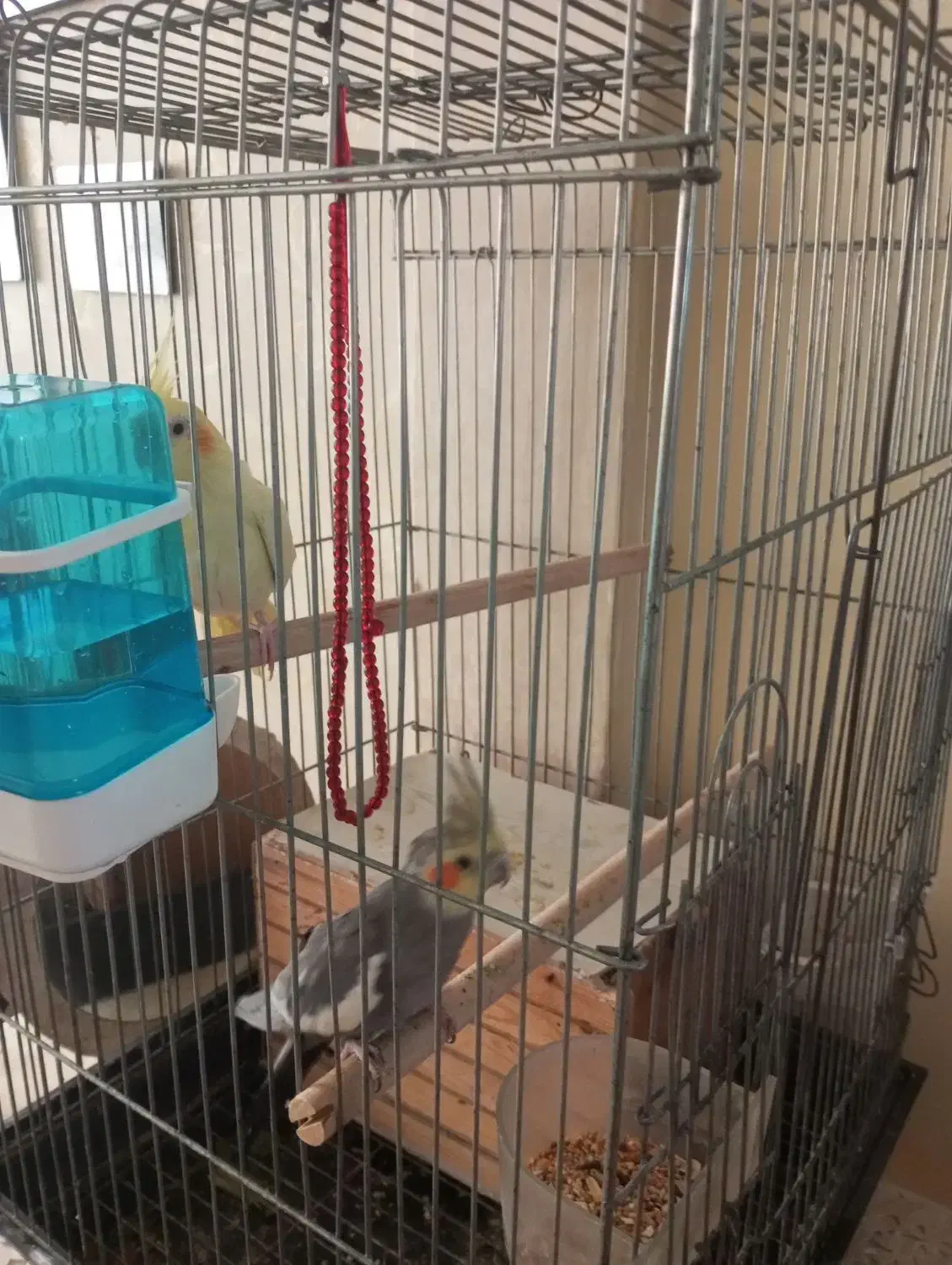 عروس هلندی جفت|پرنده|تهران, طیب|دیوار