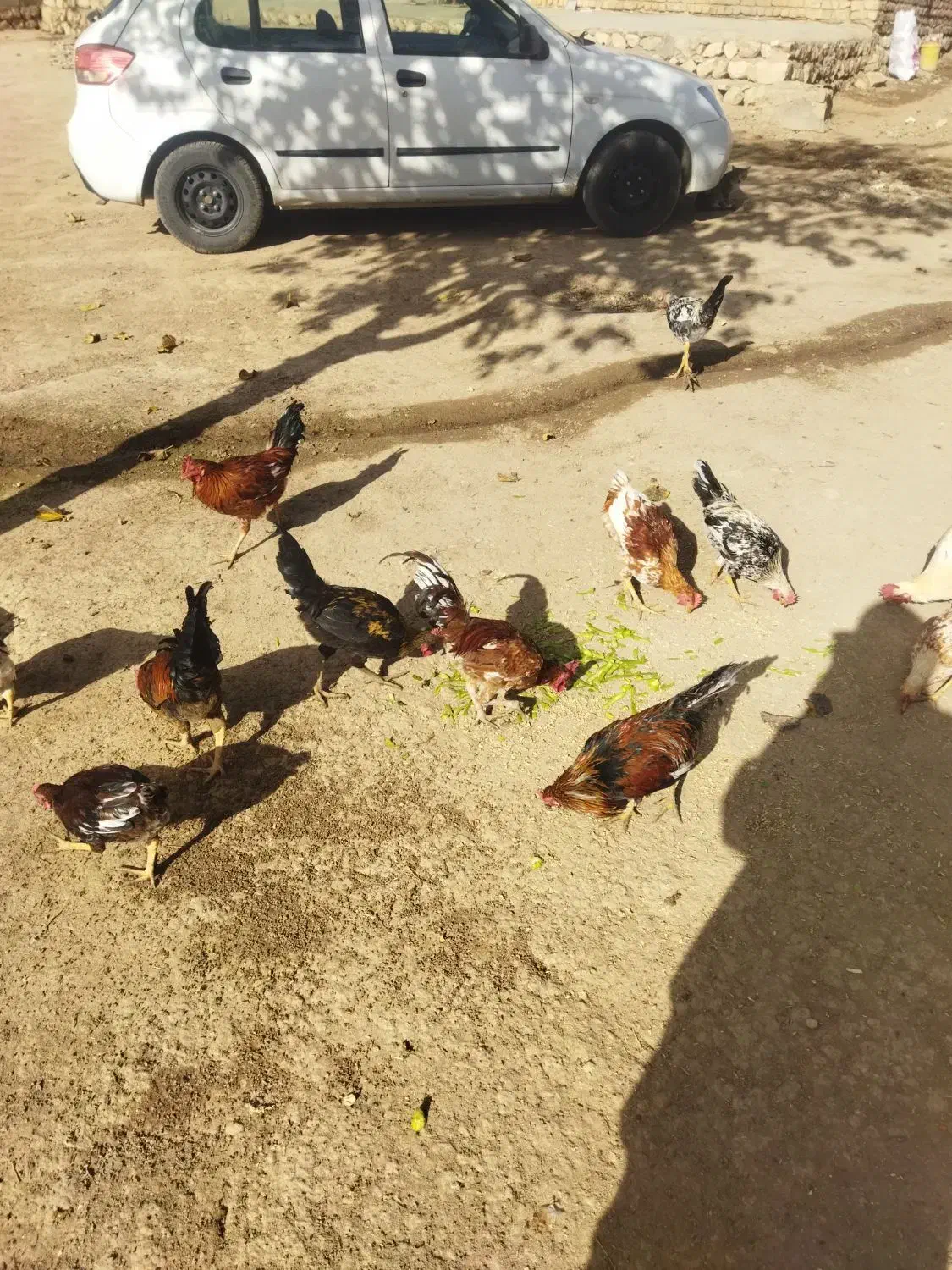 خروس محلی برافروش|حیوانات مزرعه|کوهدشت, |دیوار