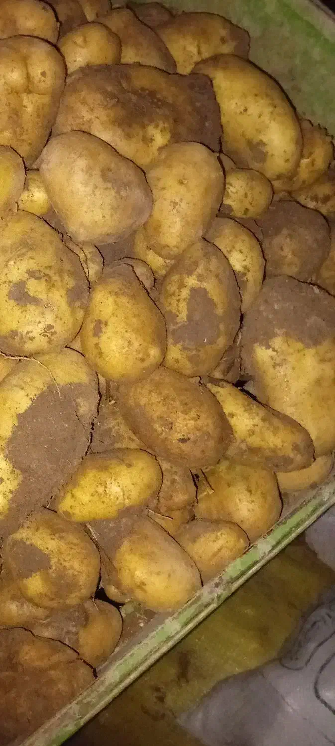 سیب زمینی لوکس ۲۵هزار|خوردنی و آشامیدنی|خاوه, |دیوار