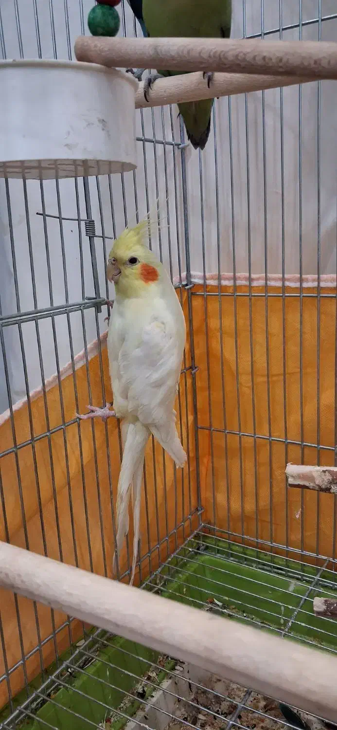 عروس هلندی لوتینو|پرنده|اصفهان, پوریای ولی|دیوار