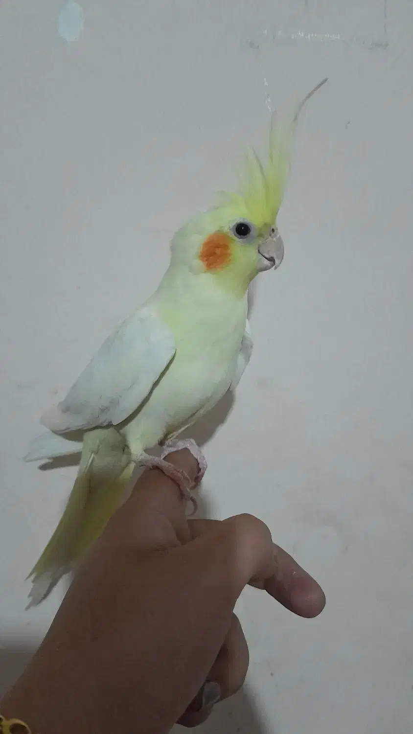 عروس هلندی لوتینو البینو دوکت اهویی گلباقالی|پرنده|مشهد, انصار|دیوار