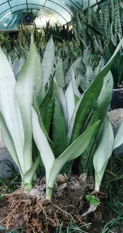 فروش نهال سانسوریا مهتابی وسبز|گل و گیاه طبیعی|چابهار, |دیوار