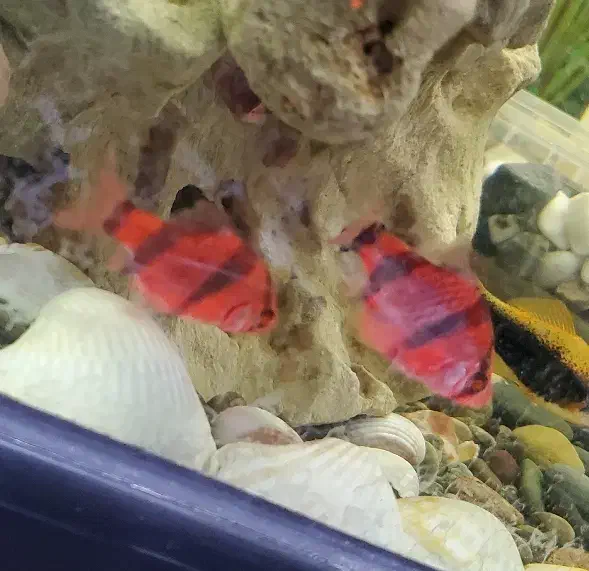 دو عدد ماهی تایگر قرمز|ماهی|خرم‌آباد, |دیوار