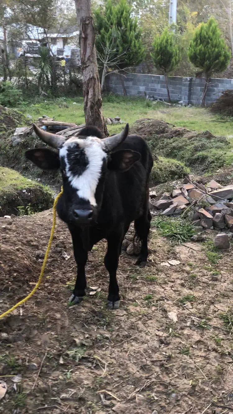 ورزا سیاه بره|حیوانات مزرعه|چالوس, |دیوار