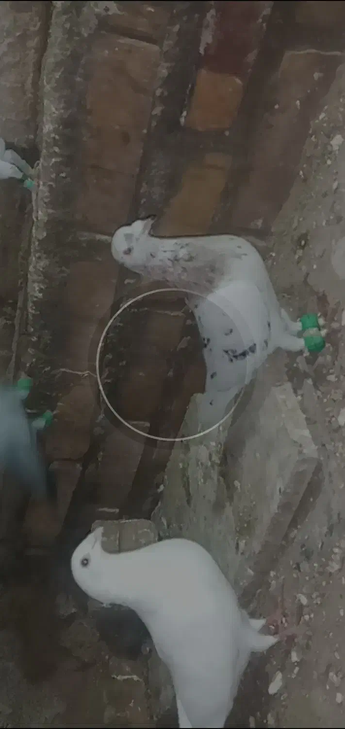 کفتر|پرنده|تایباد, |دیوار