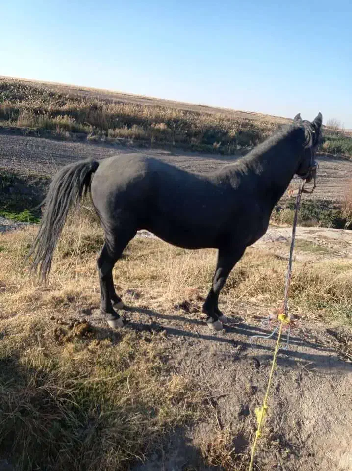 فروشی|اسب و تجهیزات اسب‌سواری|سقز, |دیوار