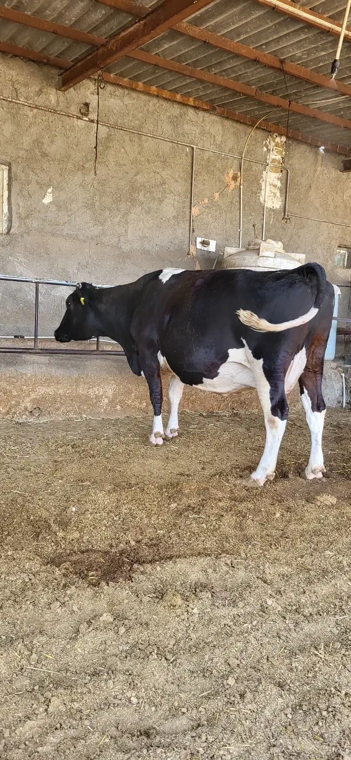 تلیسه.۷ماه.نیم.ابستن|حیوانات مزرعه|سبزوار, رباط|دیوار