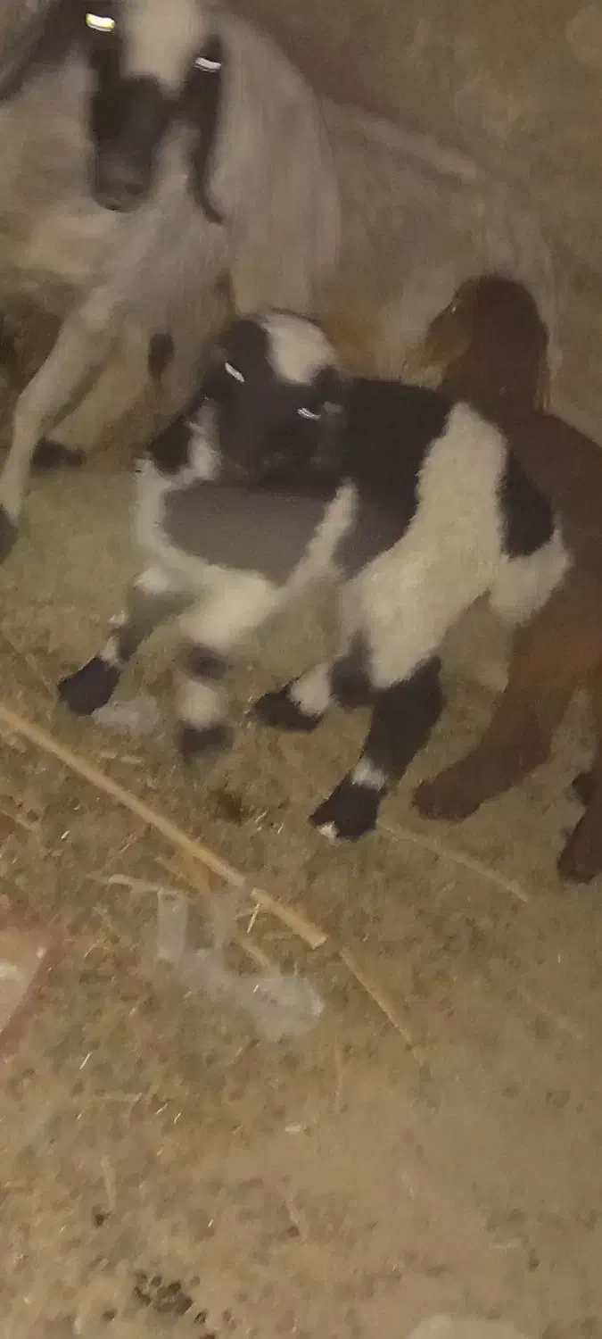 یه پونگچ یک سال با یه میش زاییده با بره ماده|حیوانات مزرعه|کلاتان, |دیوار