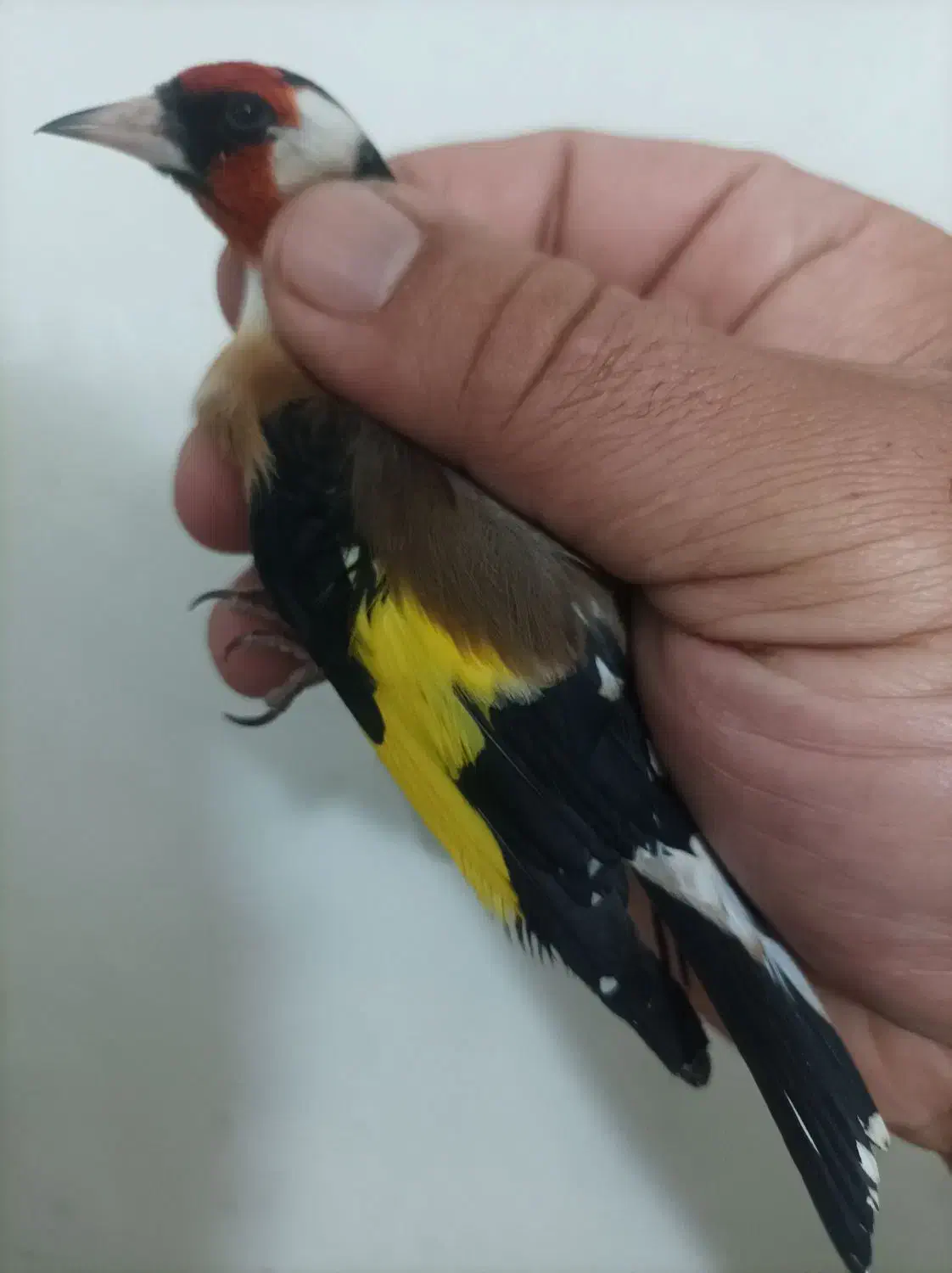 سهره|پرنده|تبریز, |دیوار