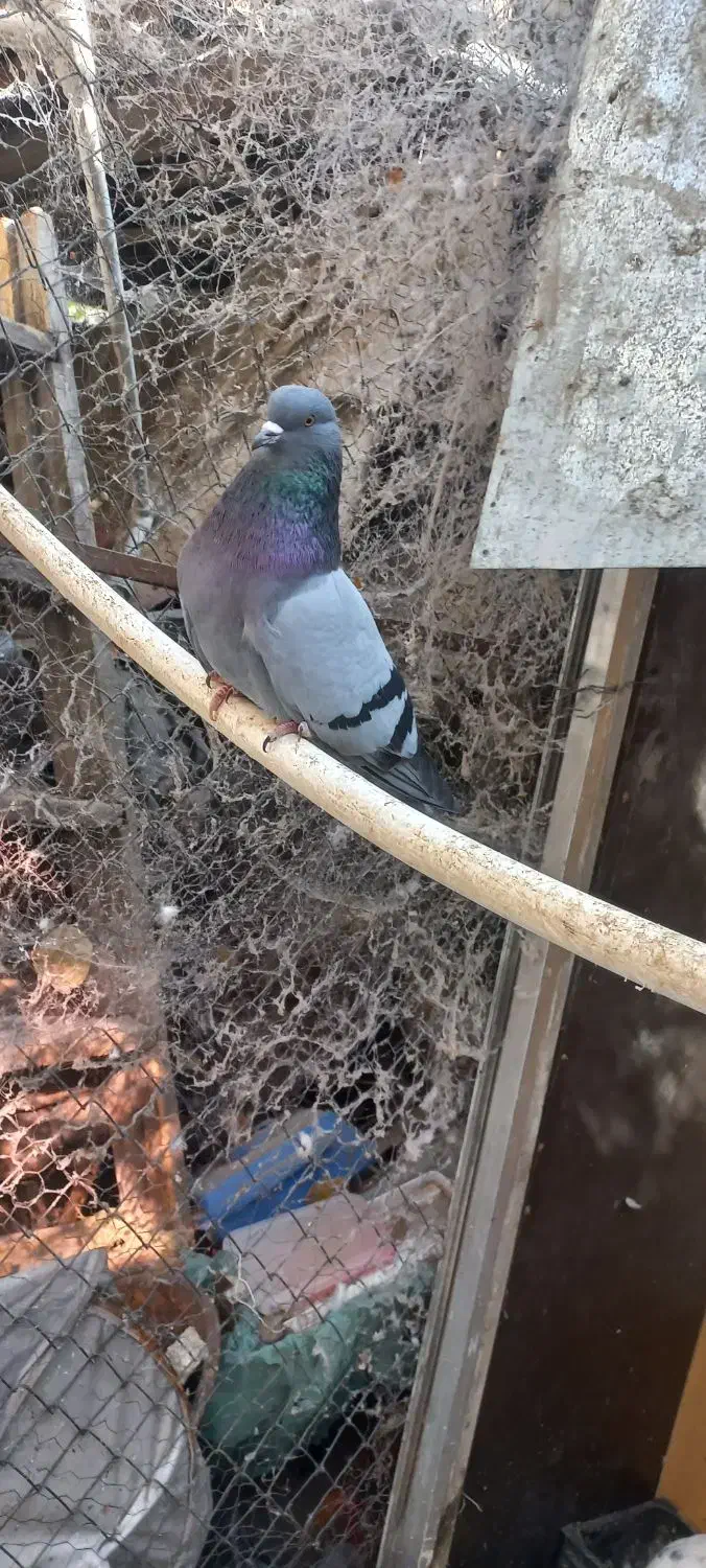 ی جفت کفتر با جوجه فروش نقد و معاوضه|پرنده|تهران, کرمان|دیوار