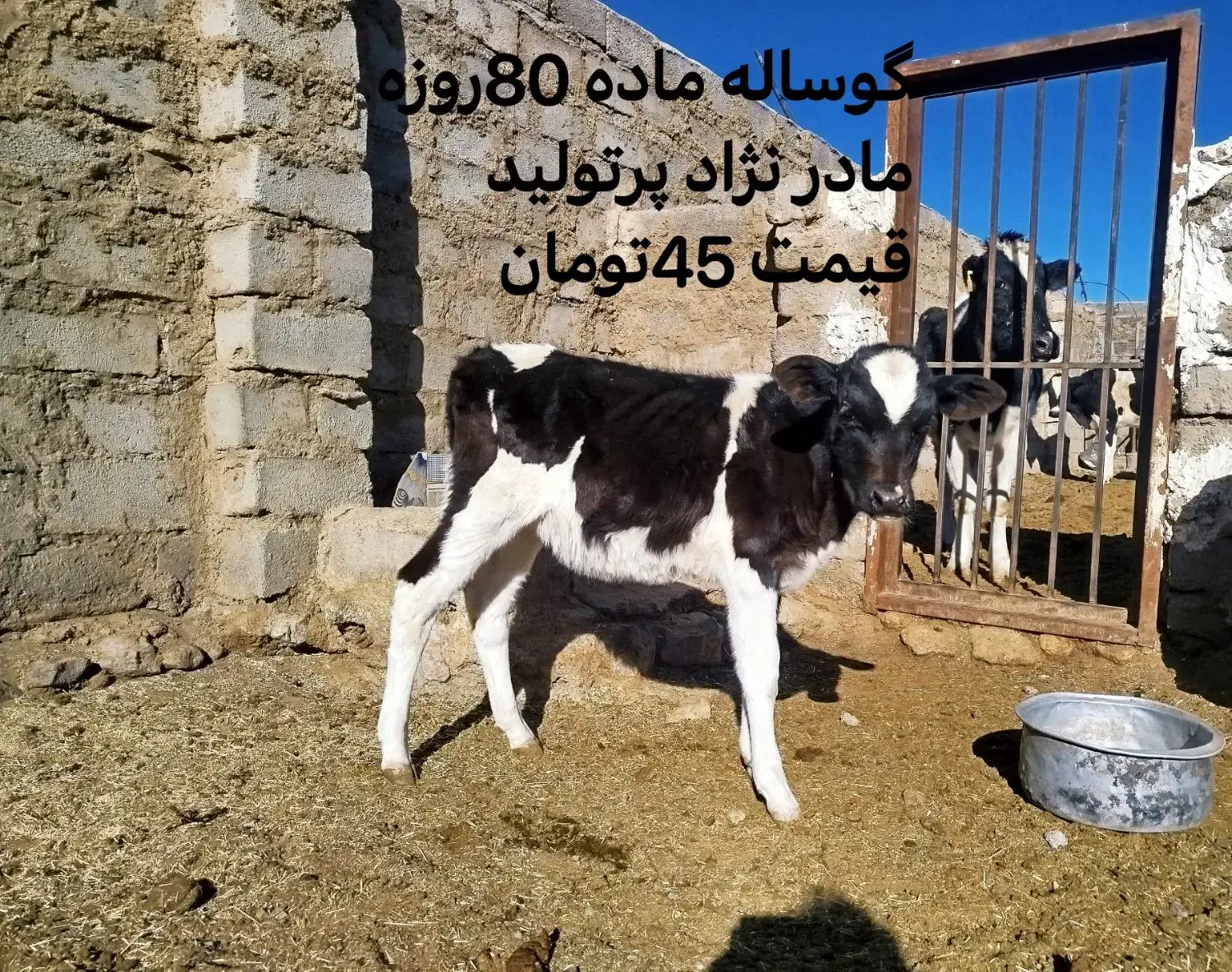 فروش گوساله و گاو هلشتاین|حیوانات مزرعه|بیرجند, |دیوار